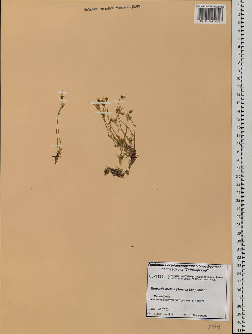 Cherleria arctica (Steven ex Ser.) A. J. Moore & Dillenb., Siberia, Central Siberia (S3) (Russia)