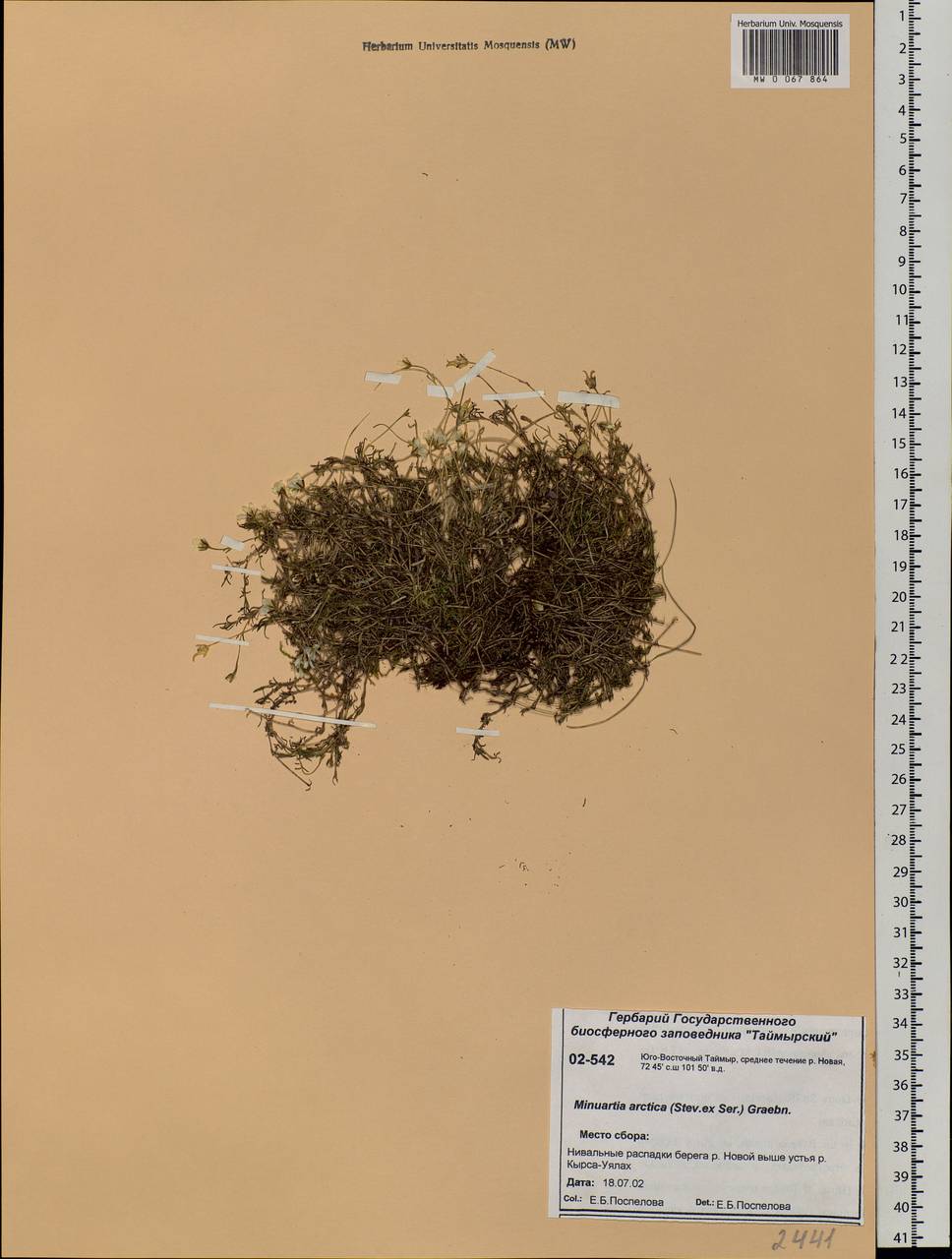 Cherleria arctica (Steven ex Ser.) A. J. Moore & Dillenb., Siberia, Central Siberia (S3) (Russia)