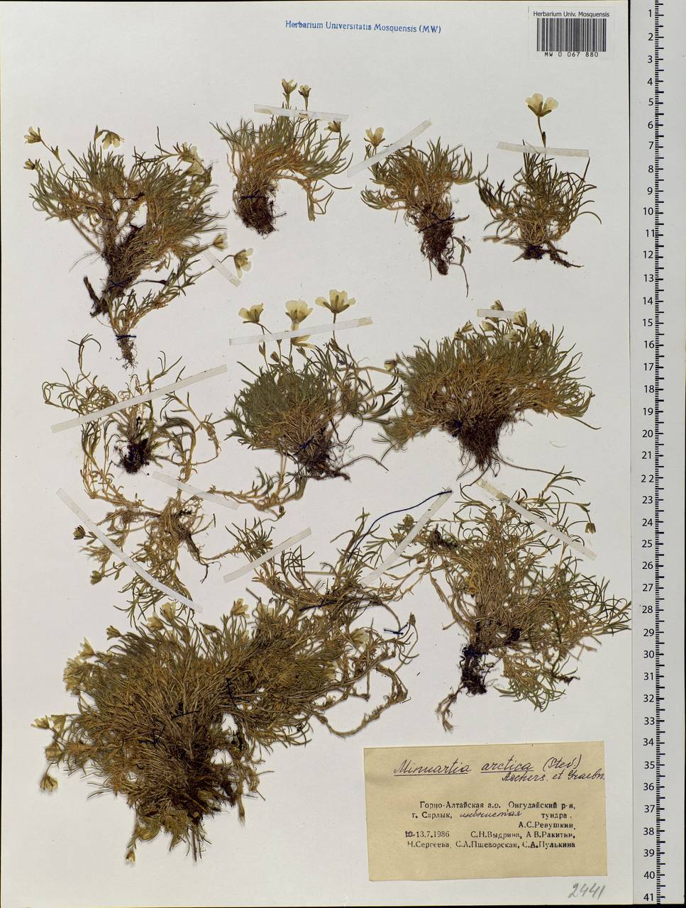 Cherleria arctica (Steven ex Ser.) A. J. Moore & Dillenb., Siberia, Altai & Sayany Mountains (S2) (Russia)