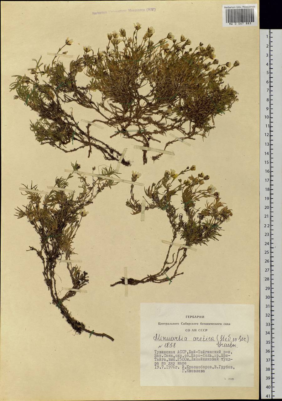 Cherleria arctica (Stev. ex Ser.) comb. ined., Siberia, Altai & Sayany Mountains (S2) (Russia)