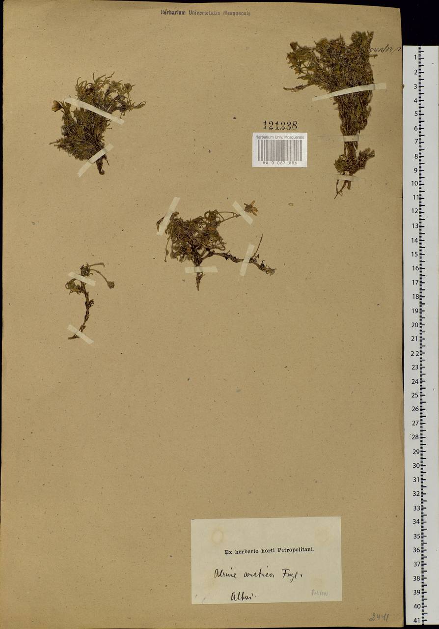 Cherleria arctica (Steven ex Ser.) A. J. Moore & Dillenb., Siberia, Altai & Sayany Mountains (S2) (Russia)