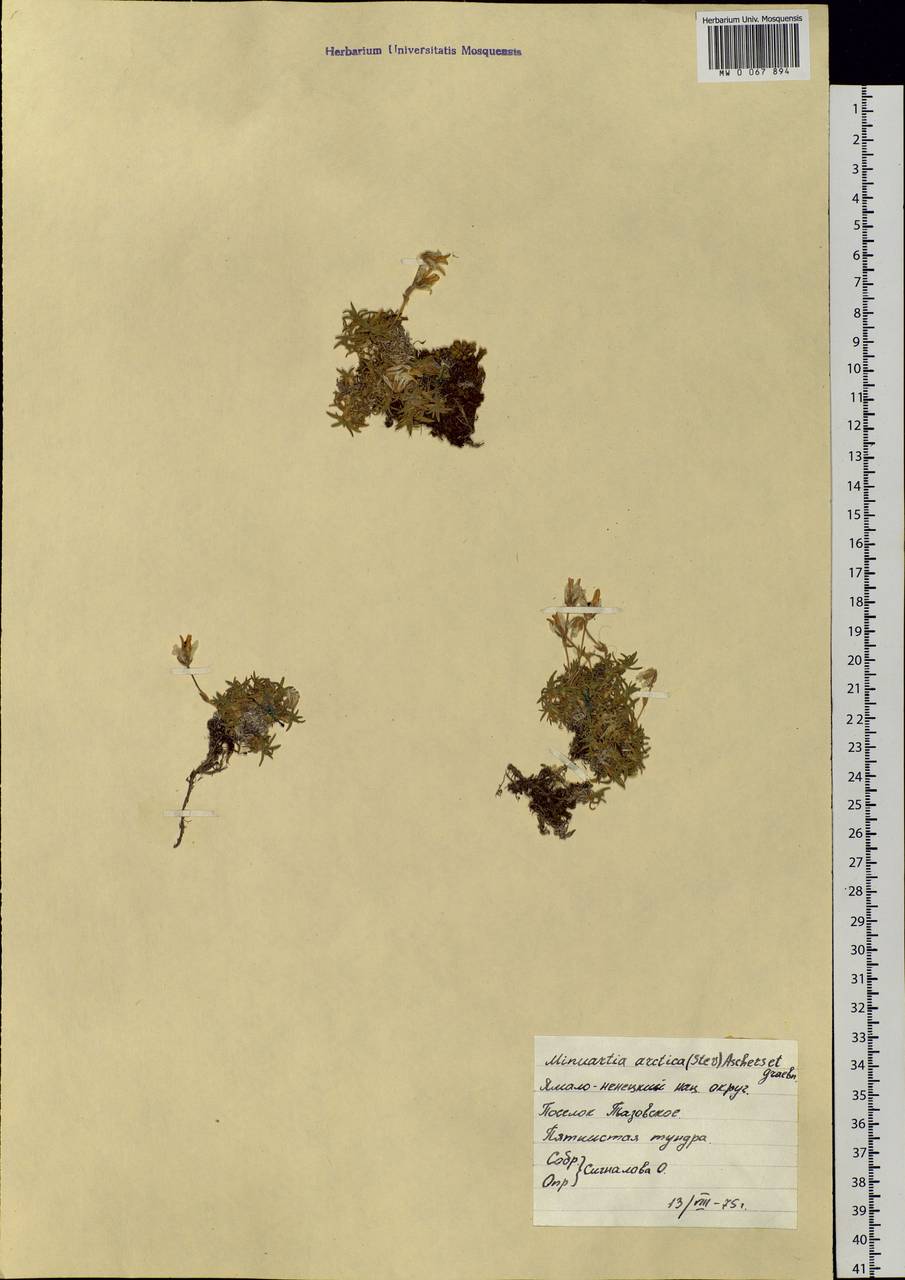 Cherleria arctica (Steven ex Ser.) A. J. Moore & Dillenb., Siberia, Western Siberia (S1) (Russia)