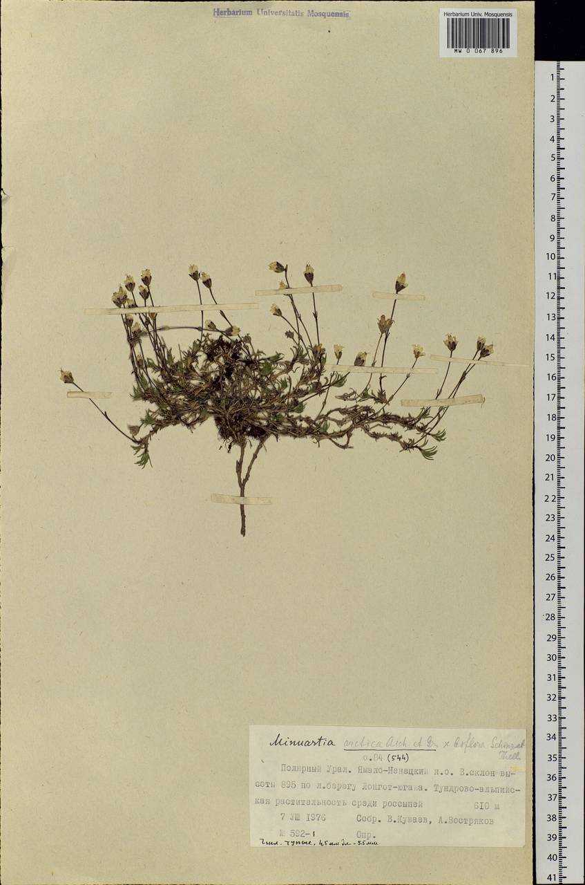 Cherleria arctica (Stev. ex Ser.) comb. ined., Siberia, Western Siberia (S1) (Russia)