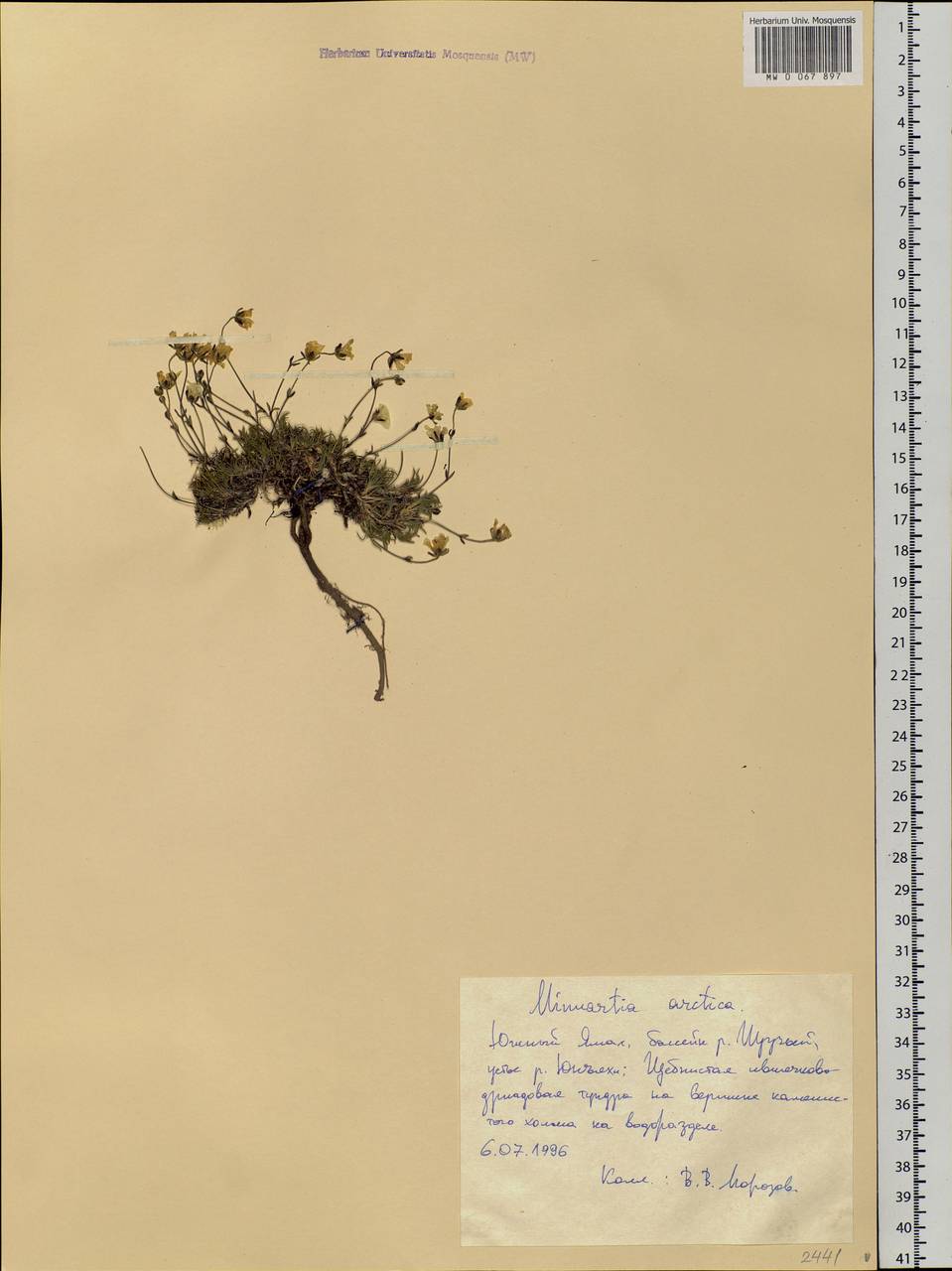 Cherleria arctica (Stev. ex Ser.) comb. ined., Siberia, Western Siberia (S1) (Russia)