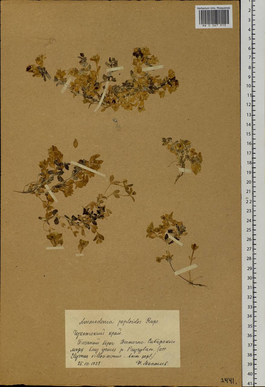 Honckenya peploides (L.) Ehrh., Siberia, Chukotka & Kamchatka (S7) (Russia)