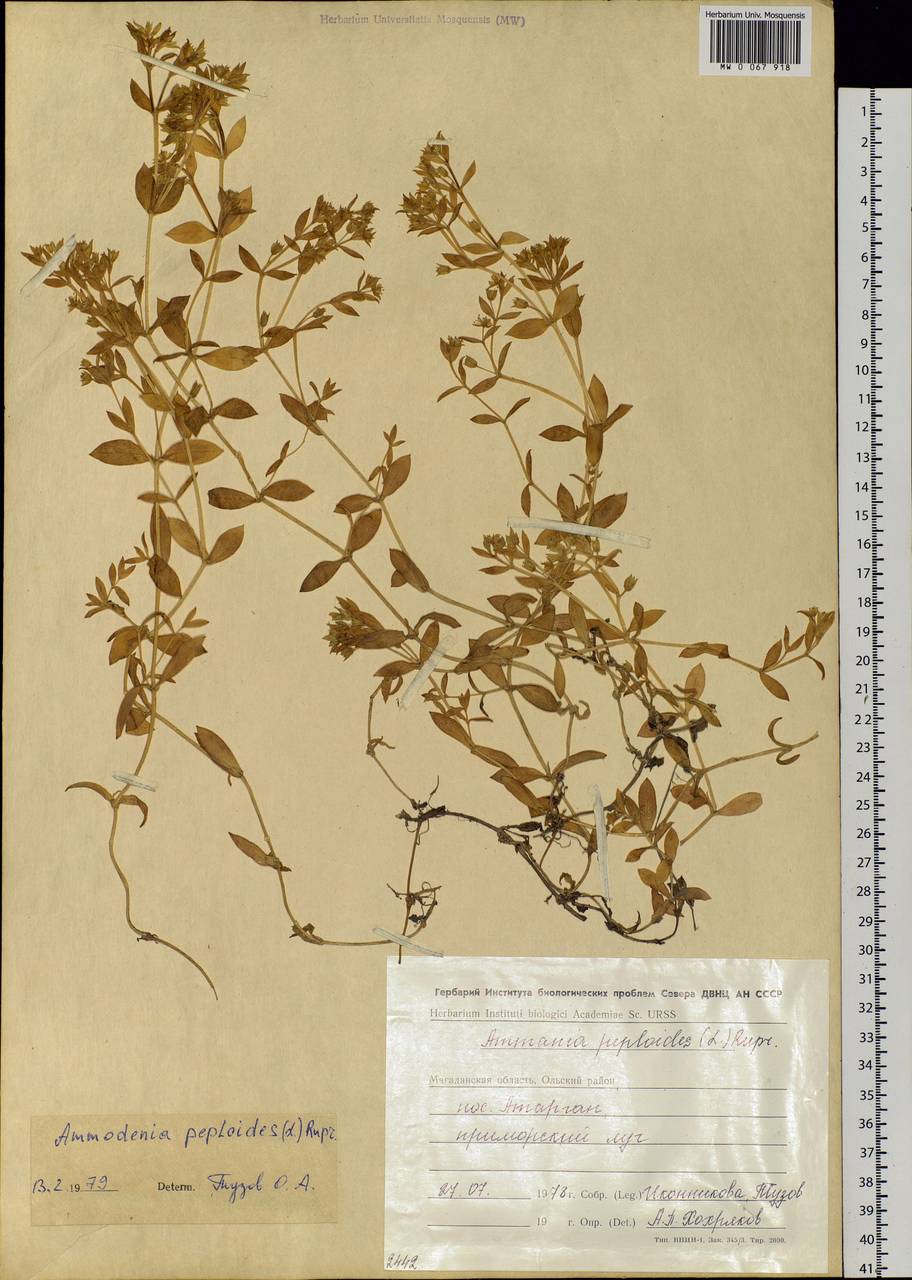 Honckenya peploides (L.) Ehrh., Siberia, Chukotka & Kamchatka (S7) (Russia)