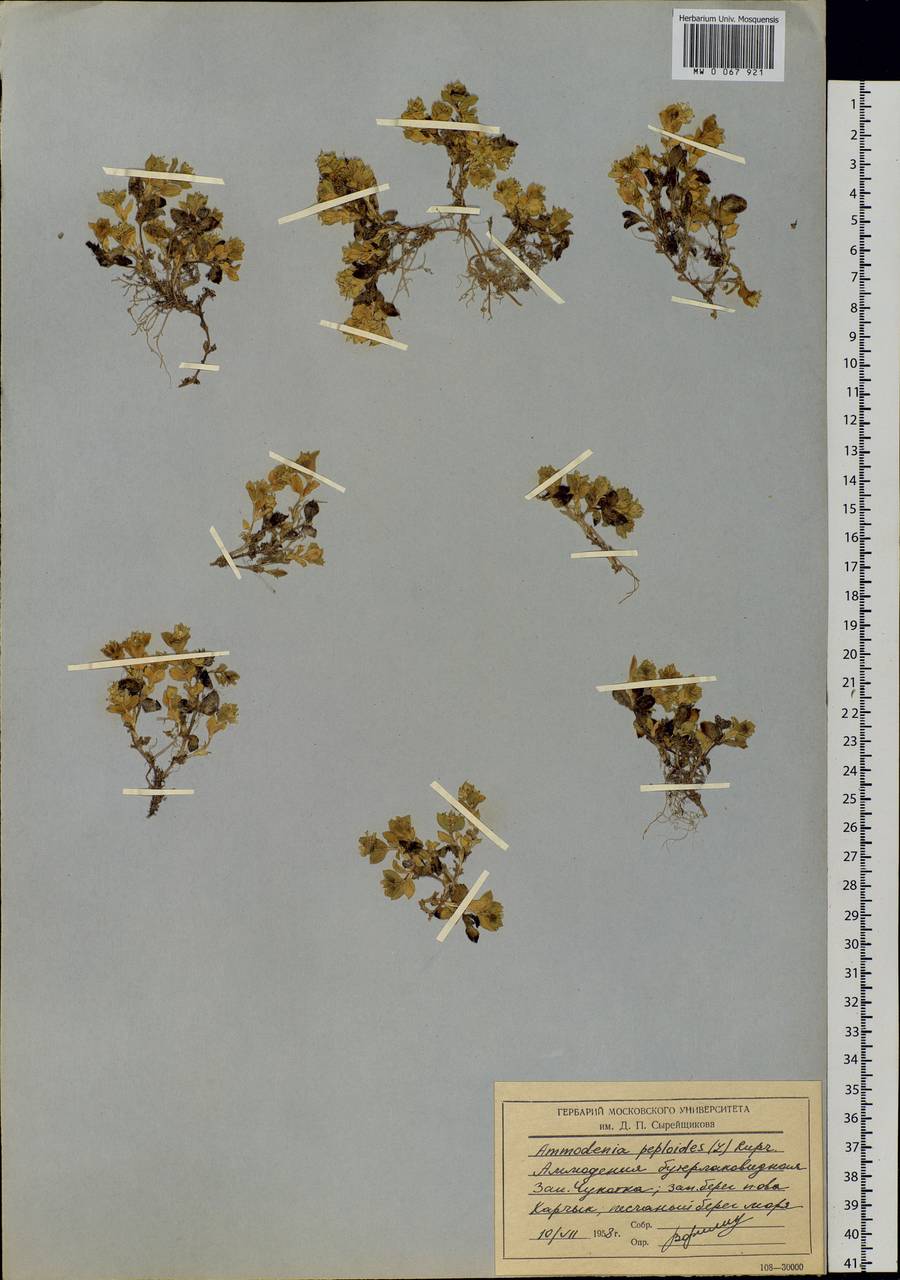 Honckenya peploides (L.) Ehrh., Siberia, Chukotka & Kamchatka (S7) (Russia)