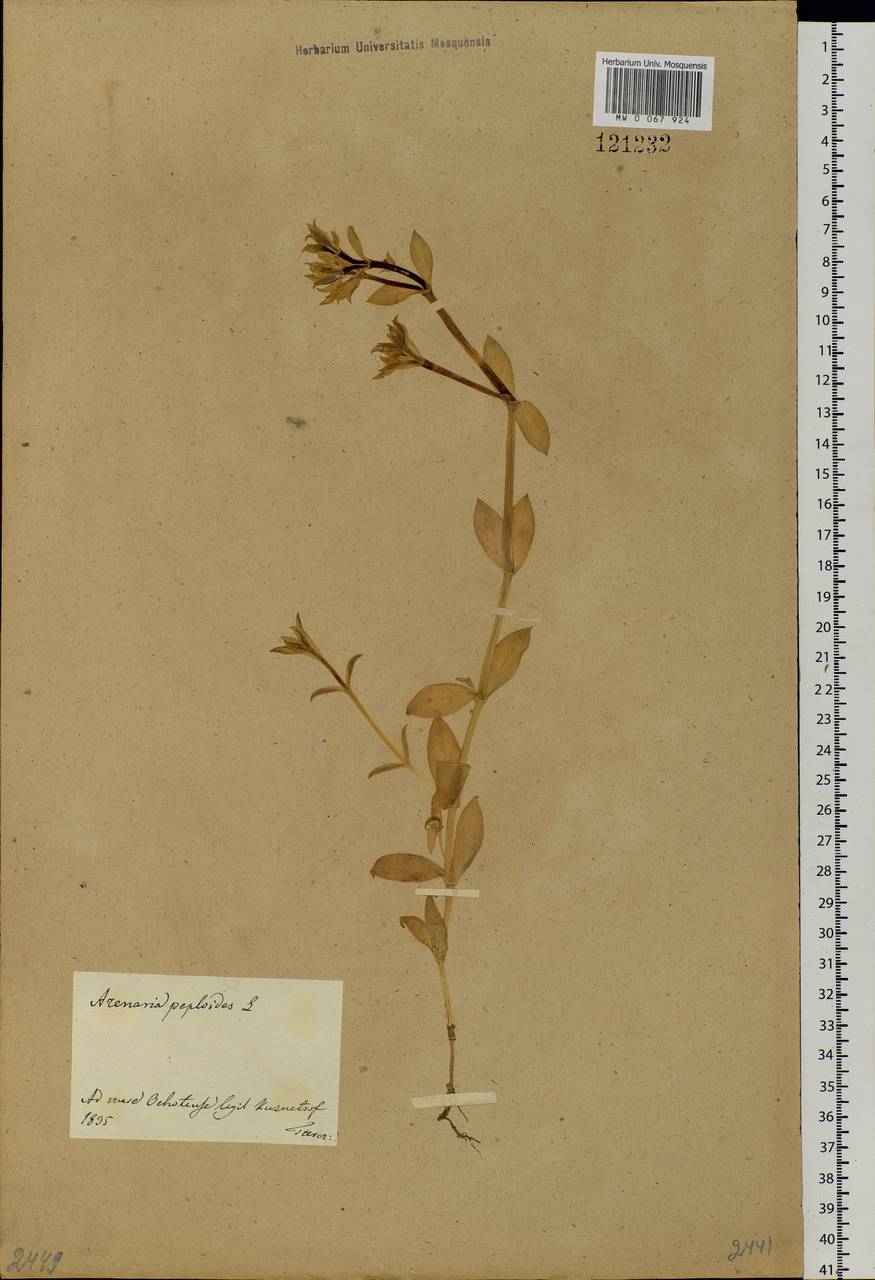 Honckenya peploides (L.) Ehrh., Siberia, Russian Far East (S6) (Russia)