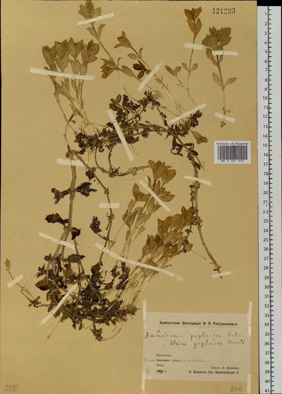 Honckenya peploides, Siberia, Chukotka & Kamchatka (S7) (Russia)
