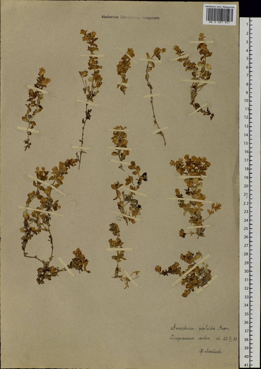 Honckenya peploides, Siberia, Chukotka & Kamchatka (S7) (Russia)