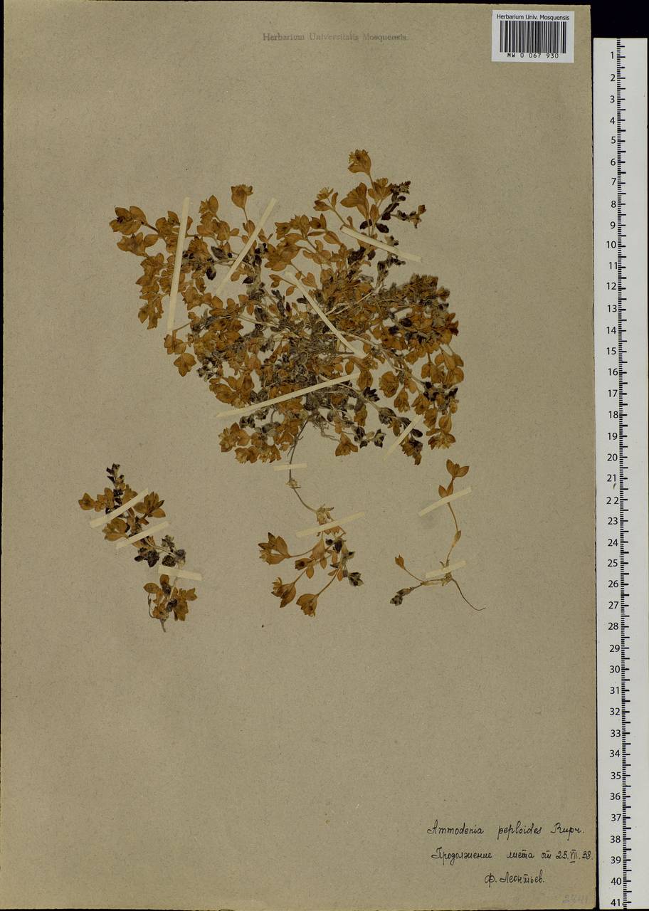 Honckenya peploides (L.) Ehrh., Siberia, Chukotka & Kamchatka (S7) (Russia)