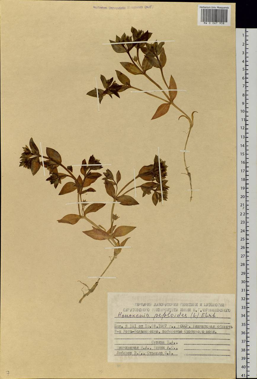 Honckenya peploides (L.) Ehrh., Siberia, Chukotka & Kamchatka (S7) (Russia)