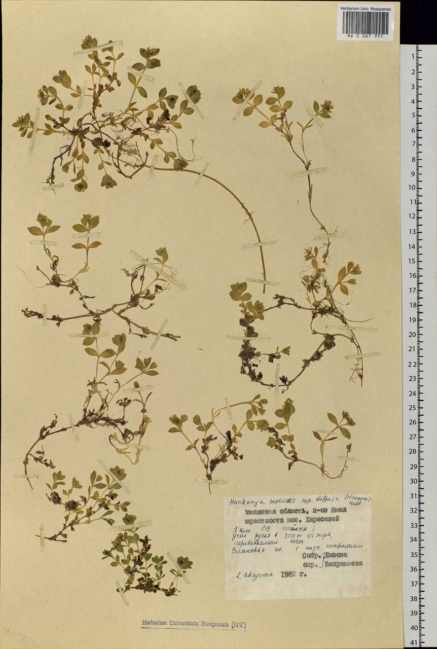 Honckenya peploides, Siberia, Western Siberia (S1) (Russia)