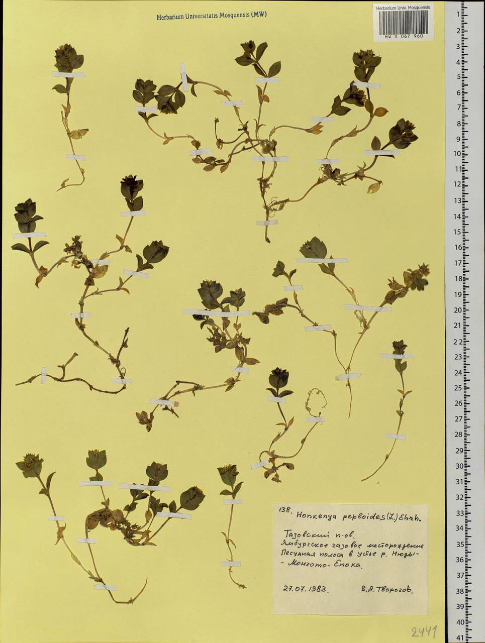 Honckenya peploides (L.) Ehrh., Siberia, Western Siberia (S1) (Russia)