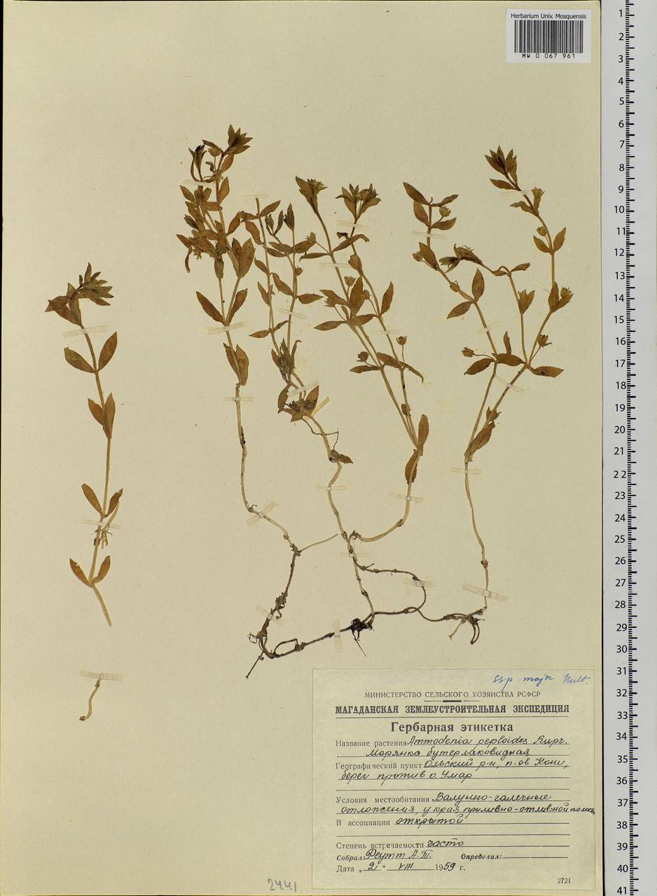 Honckenya peploides subsp. major (Hooker) Hultén, Siberia, Chukotka & Kamchatka (S7) (Russia)