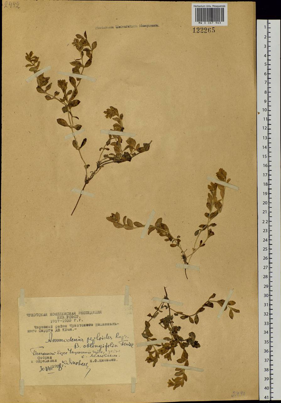 Honckenya peploides subsp. major (Hook.) Hultén, Siberia, Chukotka & Kamchatka (S7) (Russia)