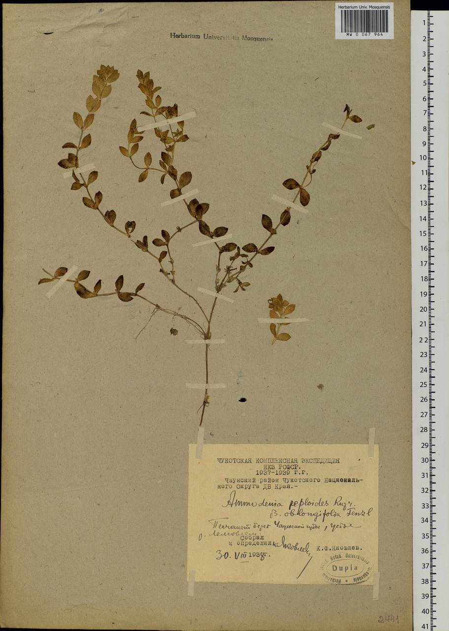 Honckenya peploides subsp. major (Hooker) Hultén, Siberia, Chukotka & Kamchatka (S7) (Russia)