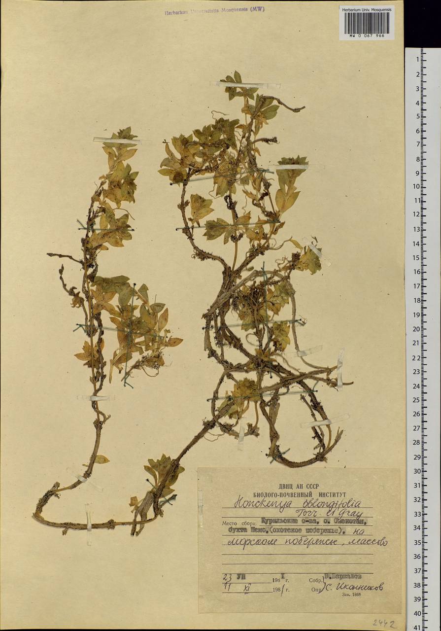 Honckenya peploides subsp. major (Hook.) Hultén, Siberia, Russian Far East (S6) (Russia)