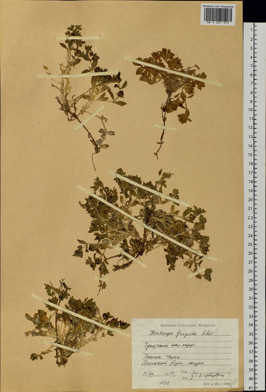 Honckenya peploides subsp. diffusa (Hornemann) Hultén ex V. V. Petrovsky, Siberia, Chukotka & Kamchatka (S7) (Russia)