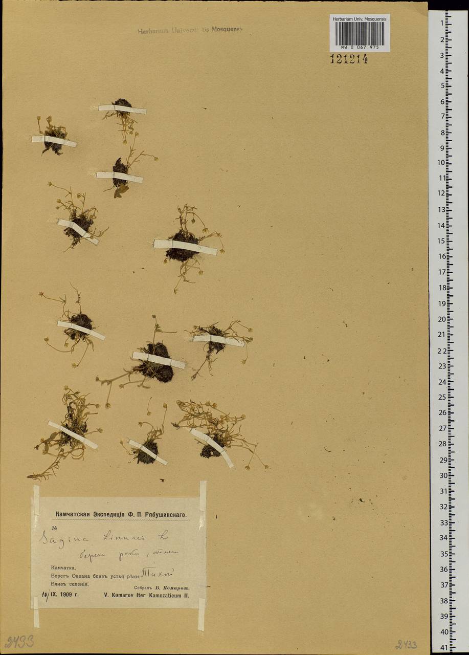 Sagina saginoides (L.) Karst., Siberia, Chukotka & Kamchatka (S7) (Russia)