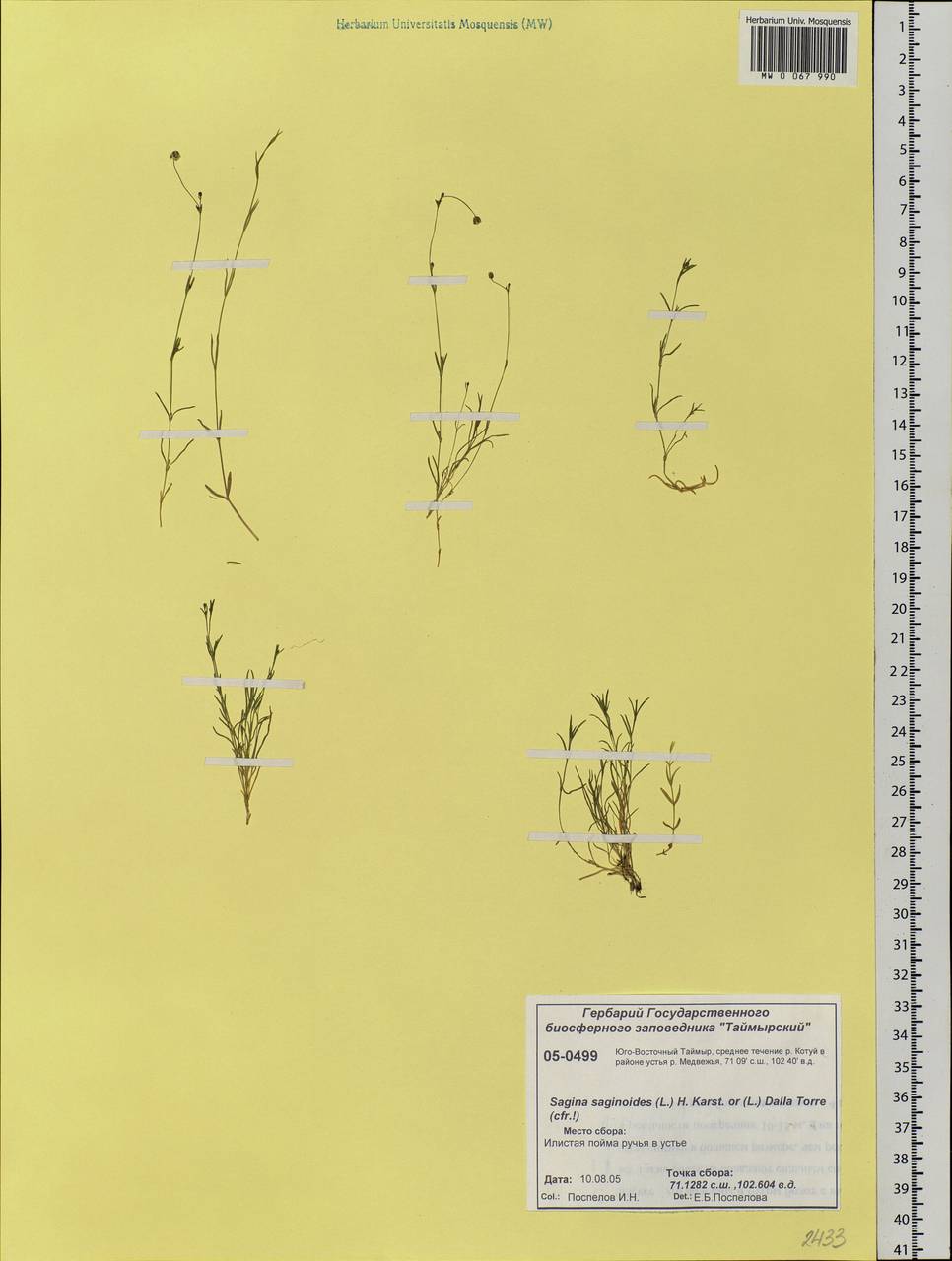 Sagina saginoides (L.) Karst., Siberia, Central Siberia (S3) (Russia)