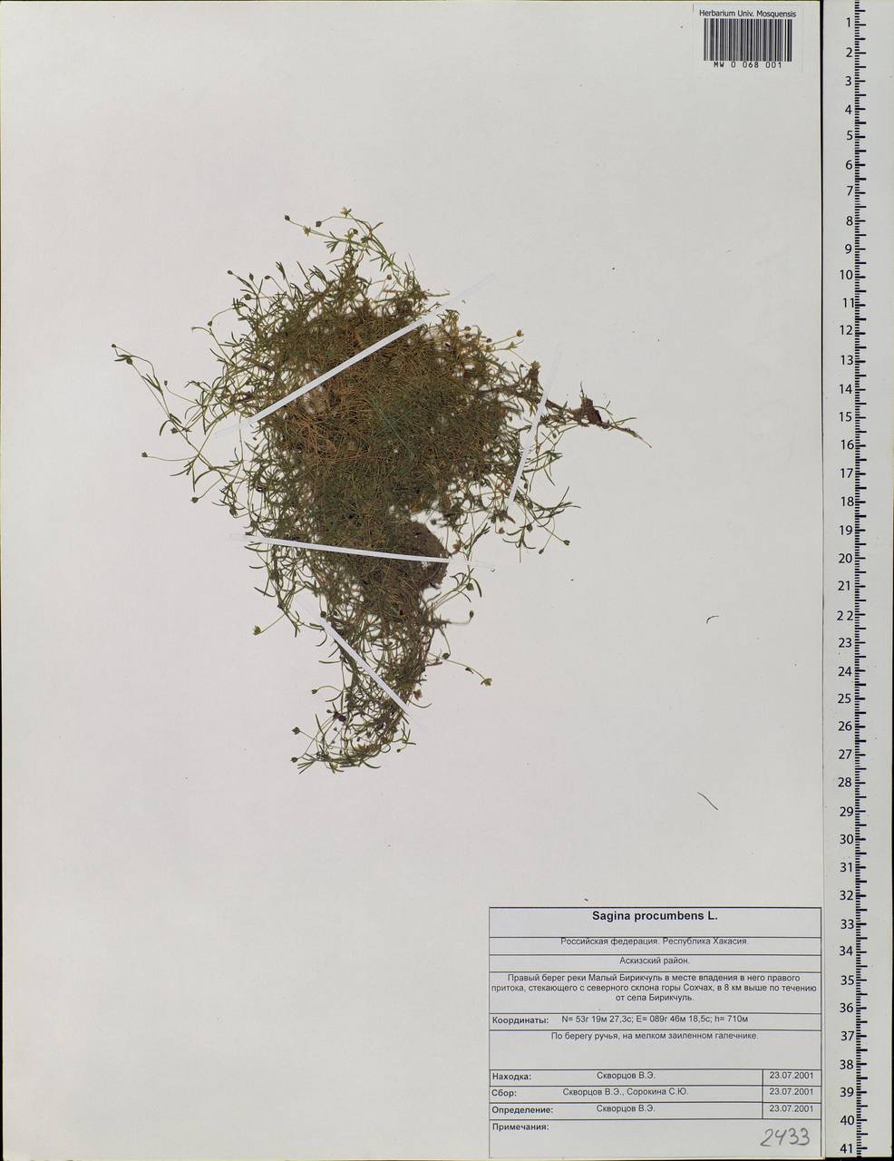 Sagina procumbens L., Siberia, Altai & Sayany Mountains (S2) (Russia)