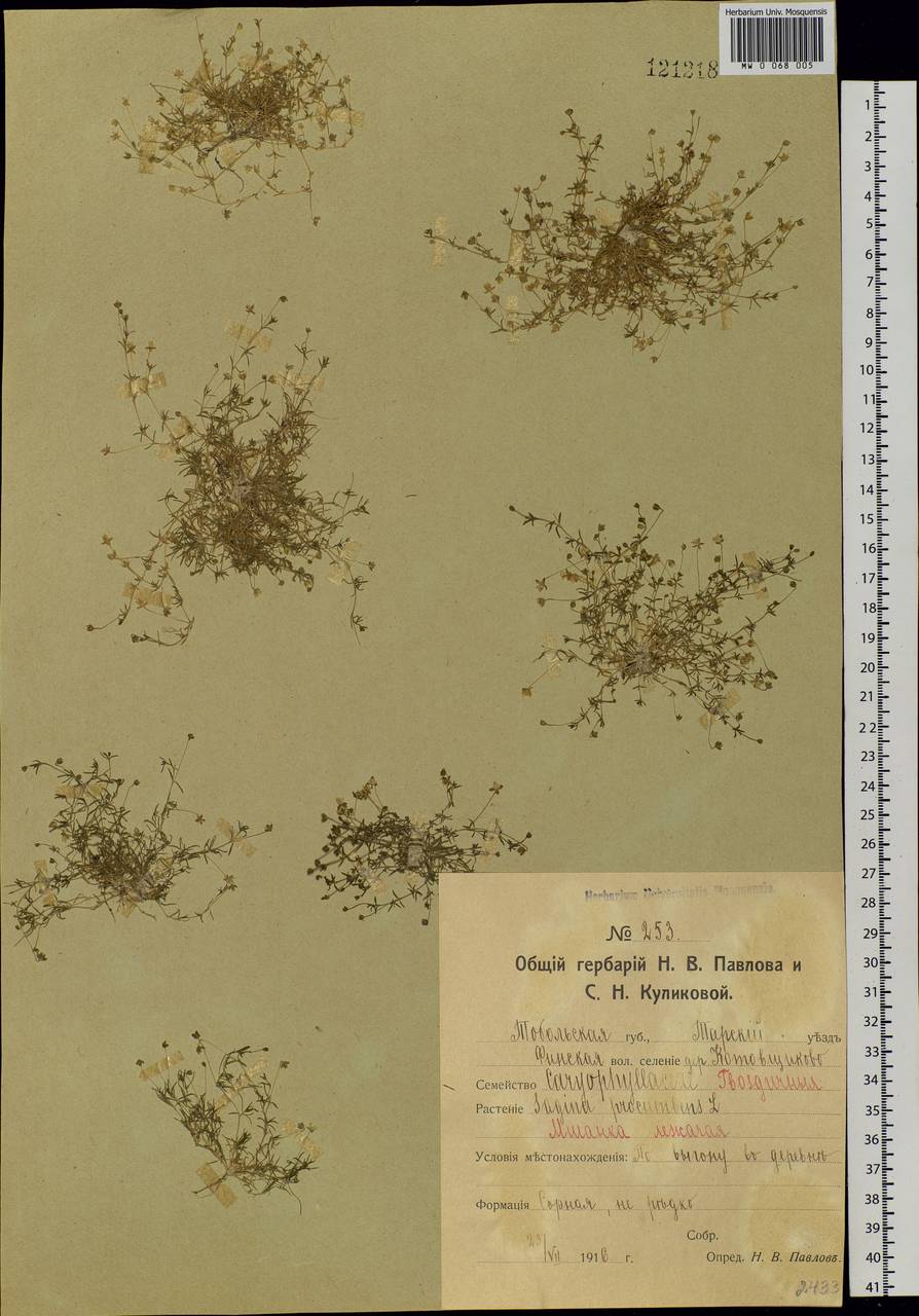Sagina procumbens, Siberia, Western Siberia (S1) (Russia)