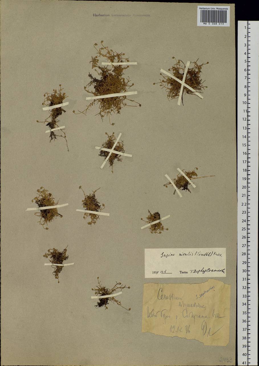 Sagina nivalis (Lindblad) Fr., Eastern Europe, Northern region (E1) (Russia)