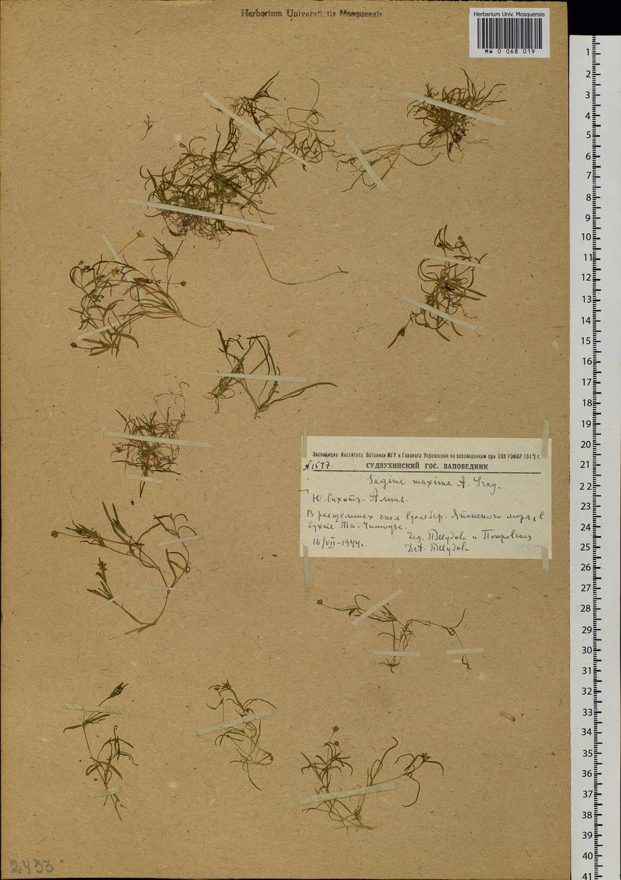 Sagina maxima A. Gray, Siberia, Russian Far East (S6) (Russia)