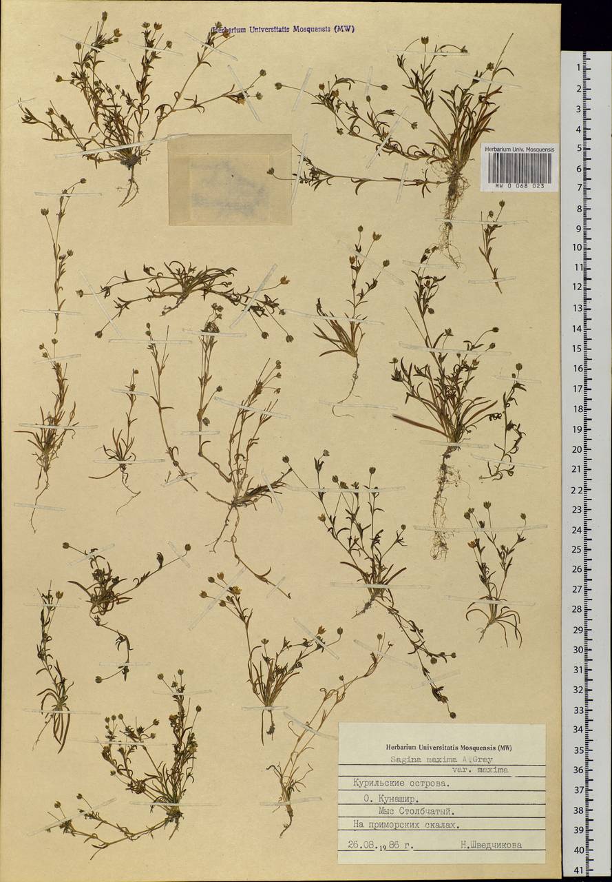 Sagina maxima, Siberia, Russian Far East (S6) (Russia)