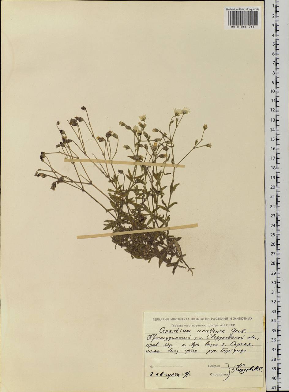 Cerastium arvense subsp. arvense, Eastern Europe, Eastern region (E10) (Russia)