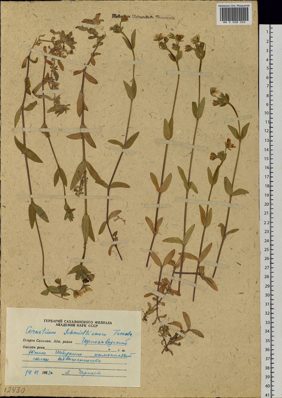 Cerastium fischerianum subsp. fischerianum, Siberia, Russian Far East (S6) (Russia)
