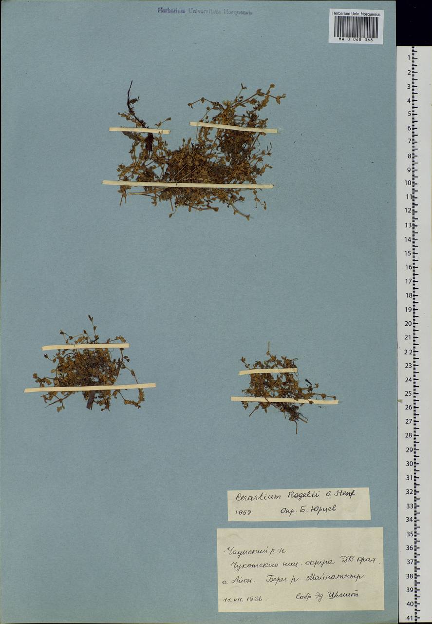 Cerastium regelii Ostenfeld, Siberia, Chukotka & Kamchatka (S7) (Russia)