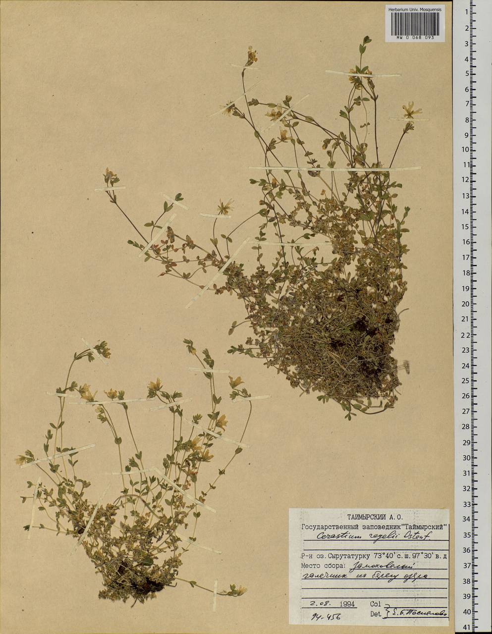 Cerastium regelii Ostenf., Siberia, Central Siberia (S3) (Russia)