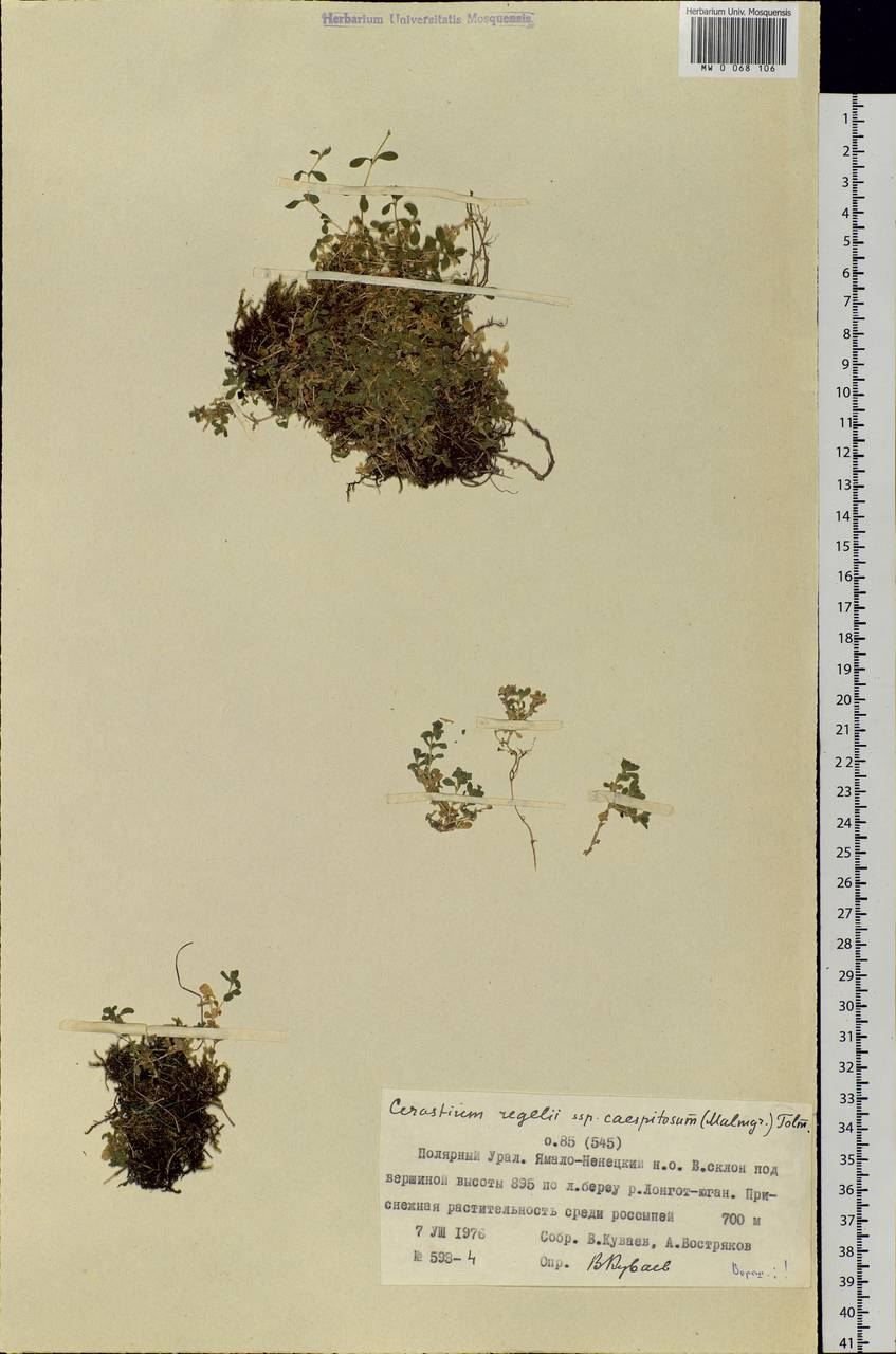 Cerastium regelii Ostenfeld, Siberia, Western Siberia (S1) (Russia)