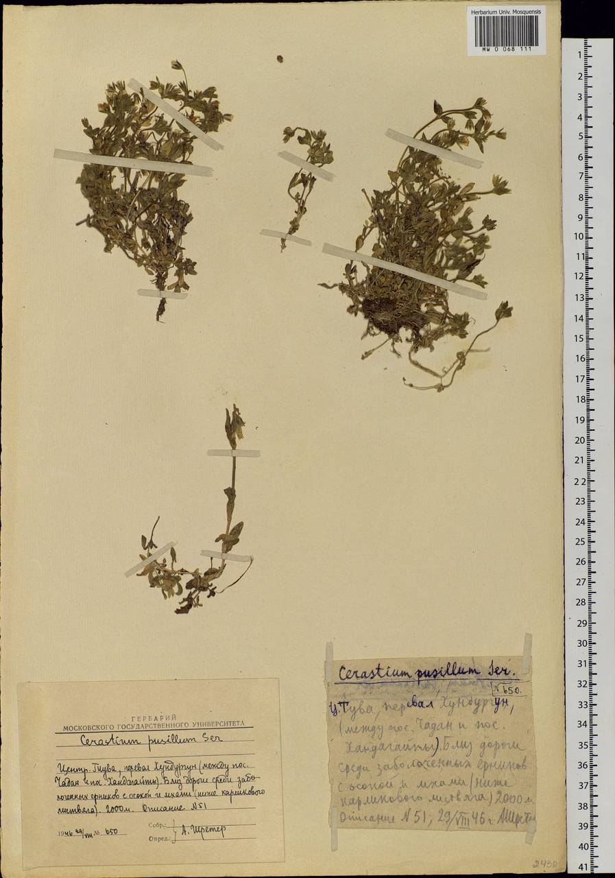 Cerastium pusillum Ser., Siberia, Altai & Sayany Mountains (S2) (Russia)