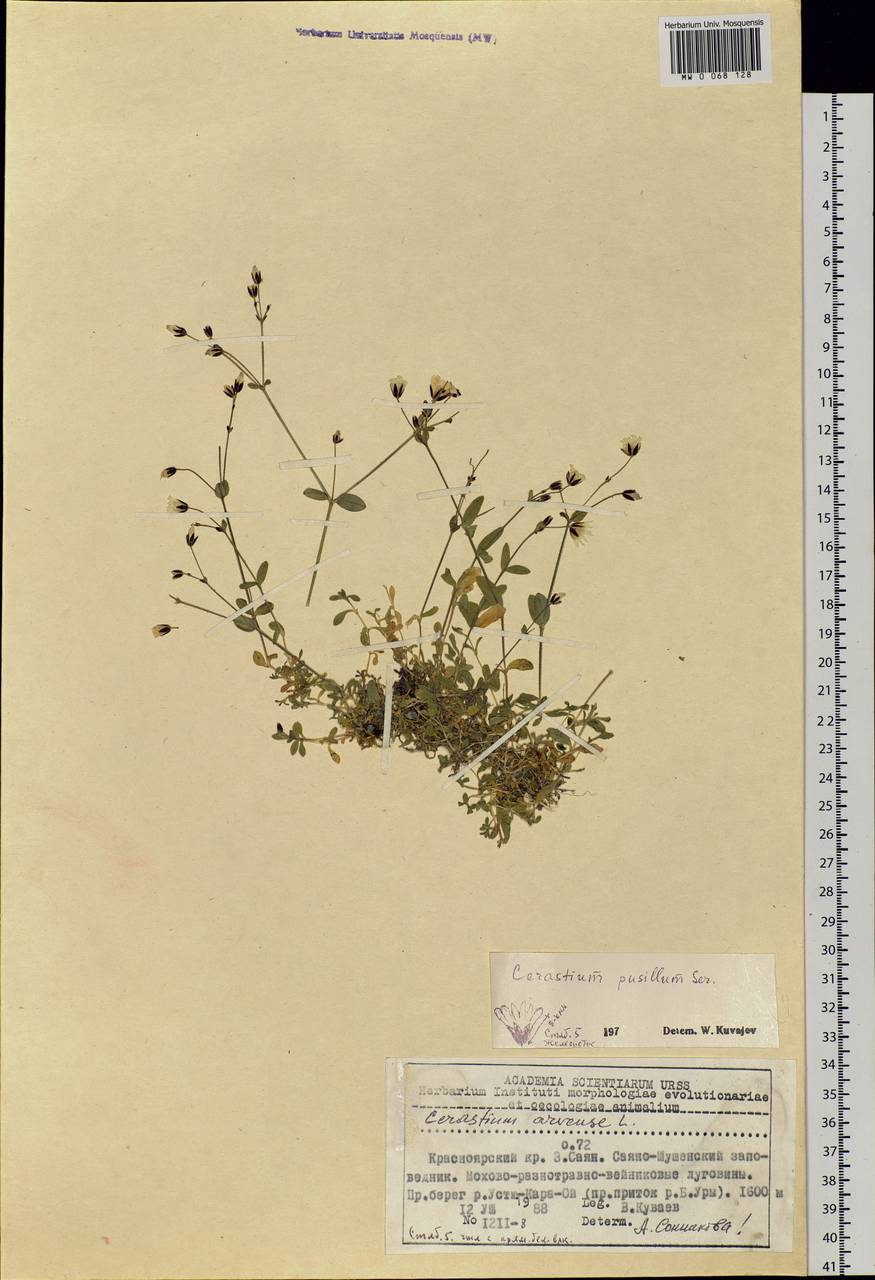 Cerastium pusillum Ser., Siberia, Altai & Sayany Mountains (S2) (Russia)