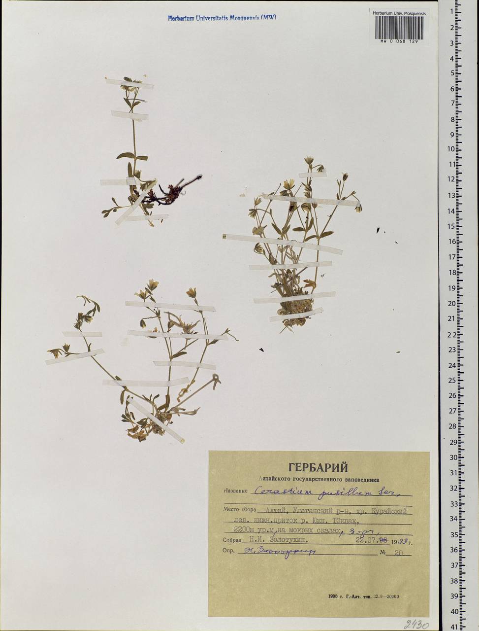 Cerastium pusillum Ser., Siberia, Altai & Sayany Mountains (S2) (Russia)