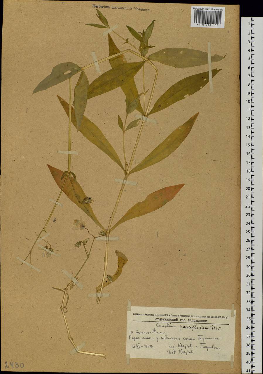 Cerastium pauciflorum Stev. ex Ser., Siberia, Russian Far East (S6) (Russia)