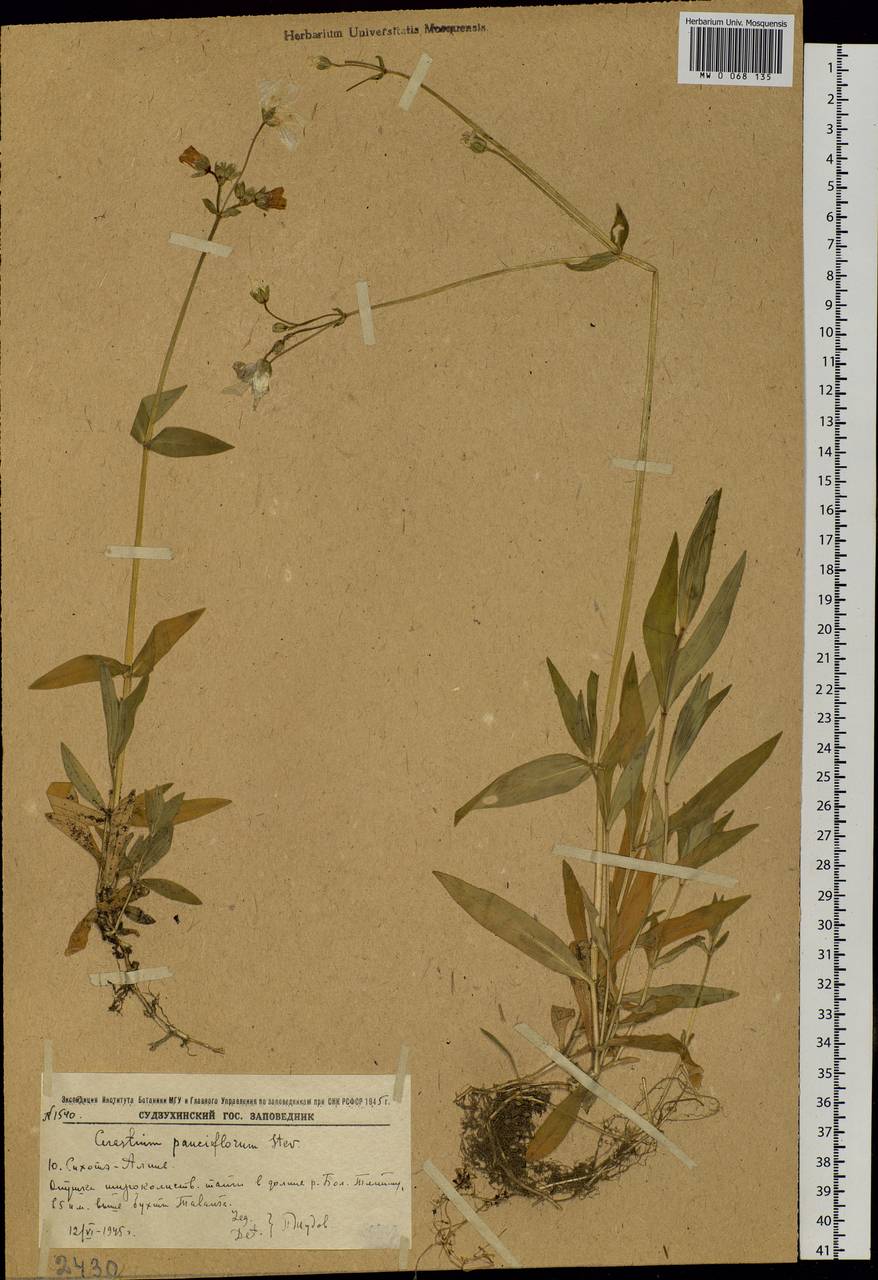 Cerastium pauciflorum Stev. ex Ser., Siberia, Russian Far East (S6) (Russia)