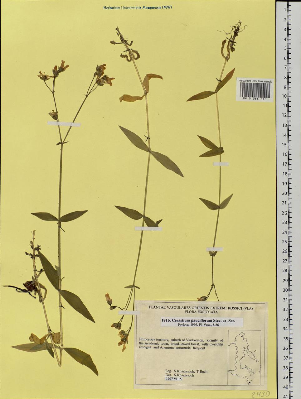 Cerastium pauciflorum Steven ex Ser., Siberia, Russian Far East (S6) (Russia)