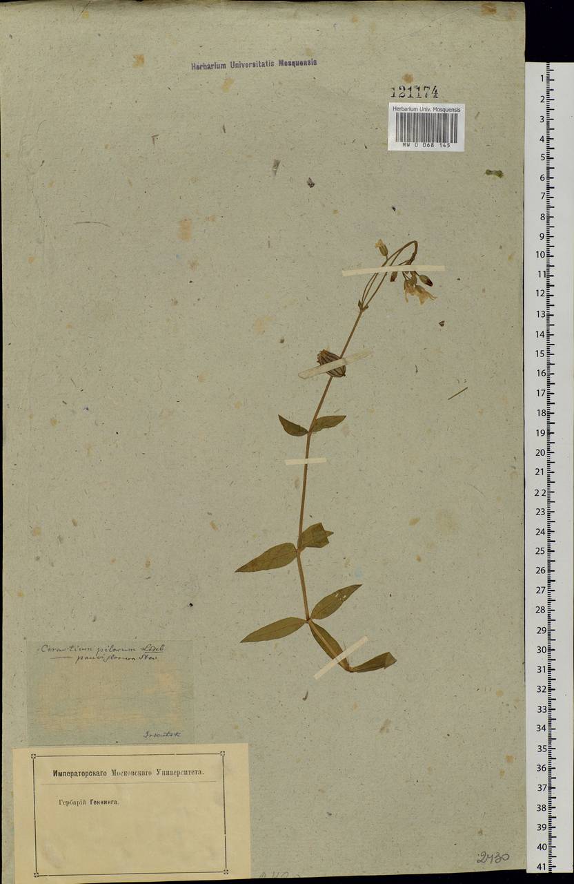Cerastium pauciflorum Steven ex Ser., Siberia, Baikal & Transbaikal region (S4) (Russia)