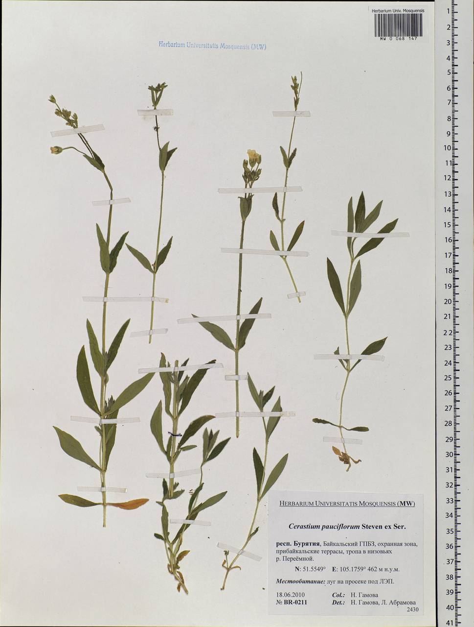 Cerastium pauciflorum Stev. ex Ser., Siberia, Baikal & Transbaikal region (S4) (Russia)
