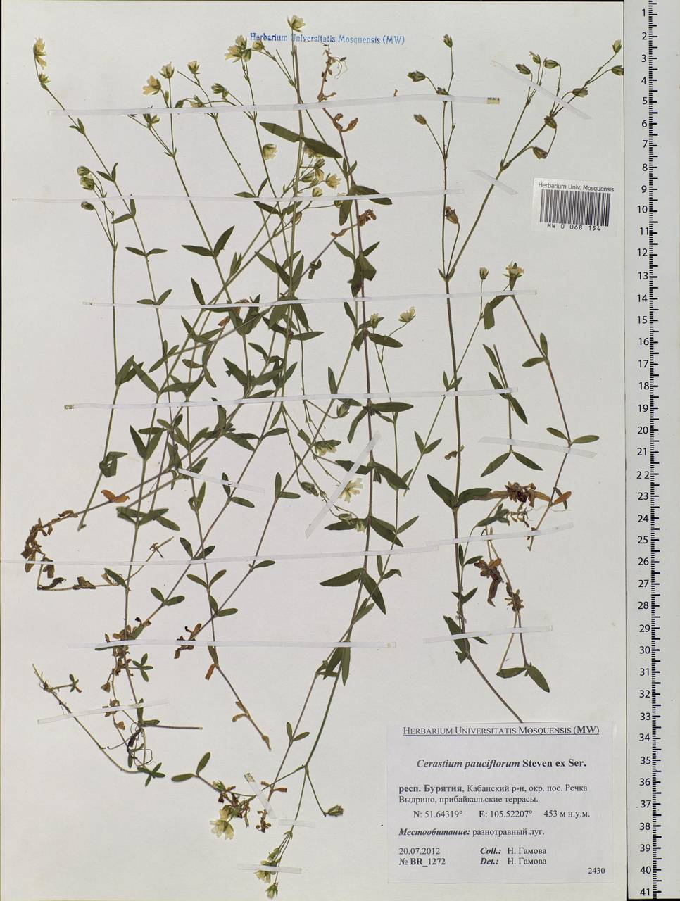 Cerastium pauciflorum Stev. ex Ser., Siberia, Baikal & Transbaikal region (S4) (Russia)