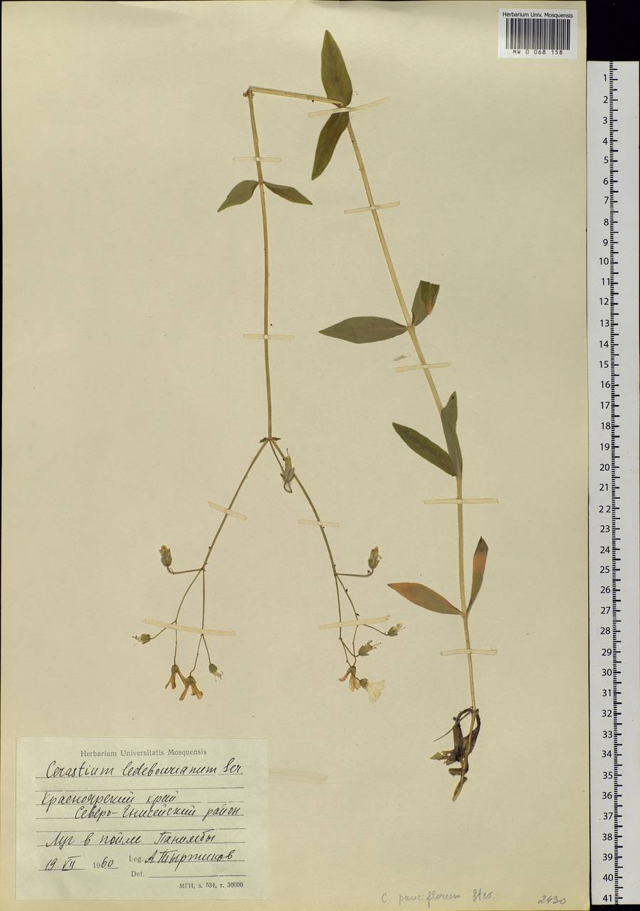 Cerastium pauciflorum Stev. ex Ser., Siberia, Central Siberia (S3) (Russia)