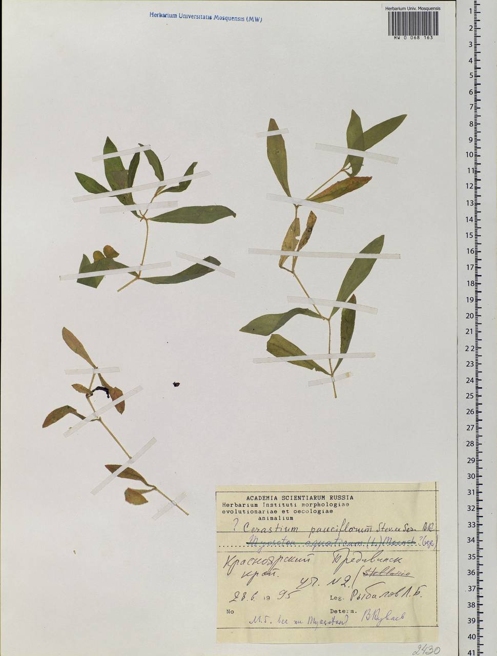 Cerastium pauciflorum Stev. ex Ser., Siberia, Central Siberia (S3) (Russia)