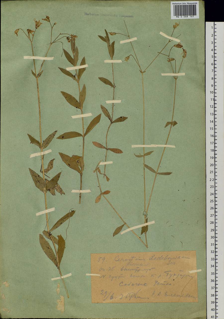 Cerastium pauciflorum Stev. ex Ser., Siberia, Western (Kazakhstan) Altai Mountains (S2a) (Kazakhstan)