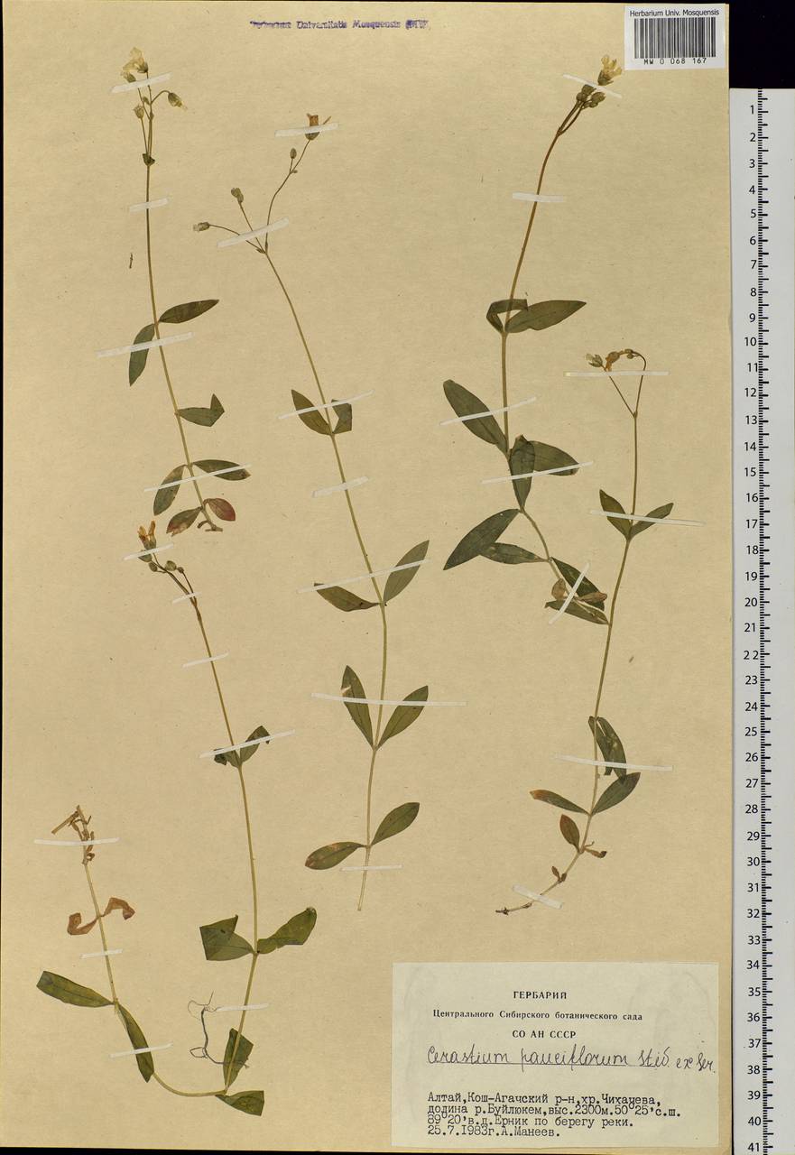 Cerastium pauciflorum Stev. ex Ser., Siberia, Altai & Sayany Mountains (S2) (Russia)
