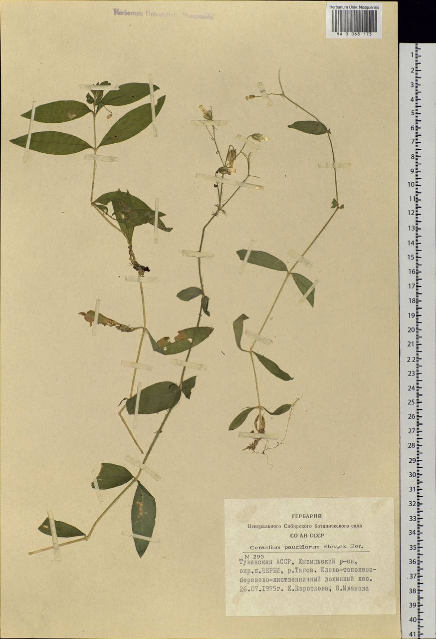Cerastium pauciflorum Stev. ex Ser., Siberia, Altai & Sayany Mountains (S2) (Russia)