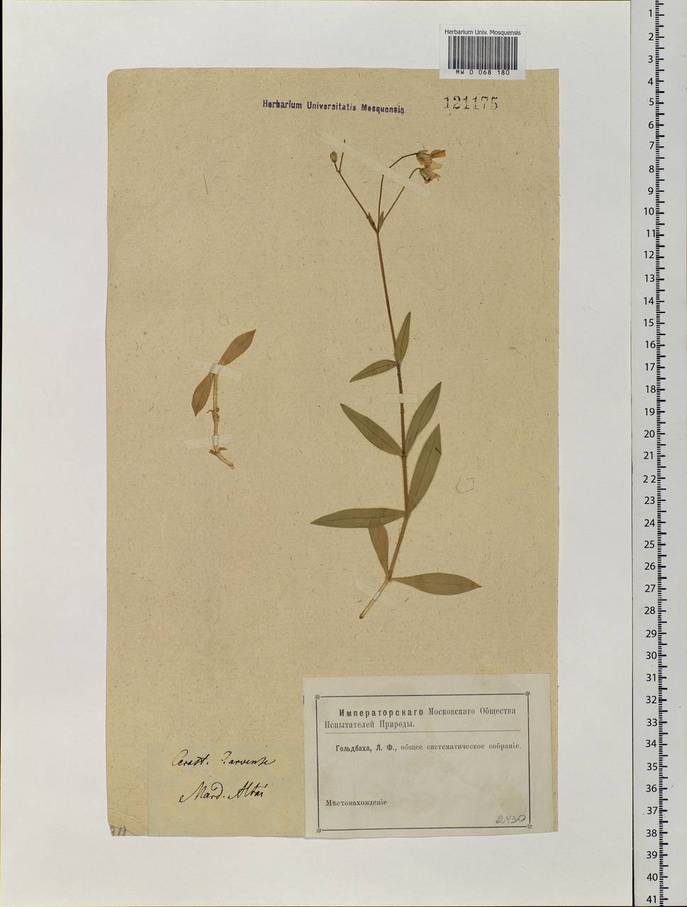 Cerastium pauciflorum Steven ex Ser., Siberia, Altai & Sayany Mountains (S2) (Russia)